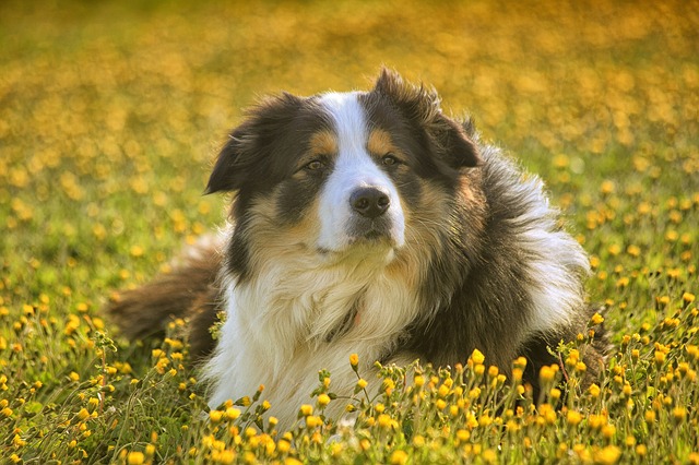 Results 2 Border Collie