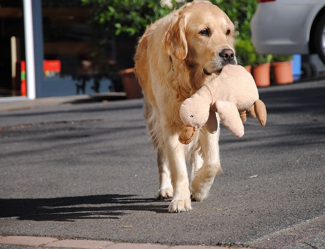 Results 3 Golden Retriever