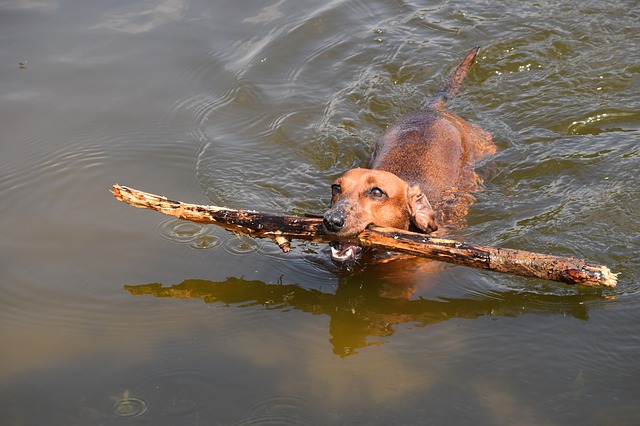 Results 4 Dachshund