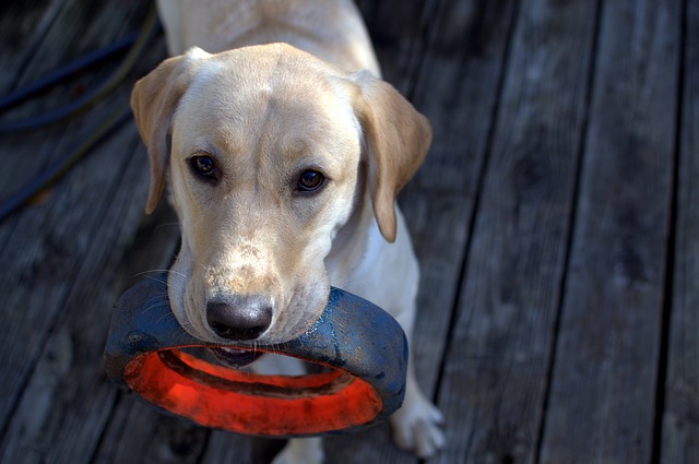 Results 5 Labrador Retriever.
